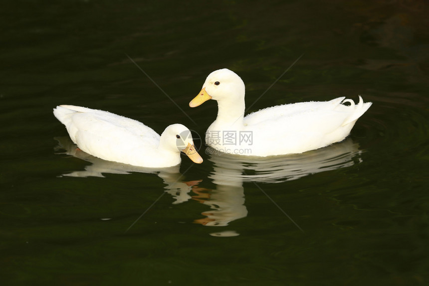 鸭子在湖里游泳图片