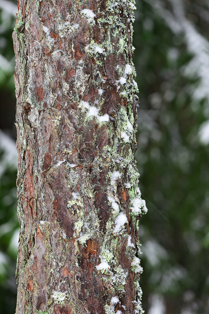 长有苔和雪的松树冬季天然森图片