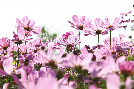 在美好的一天绽放粉红色的花朵背景图片