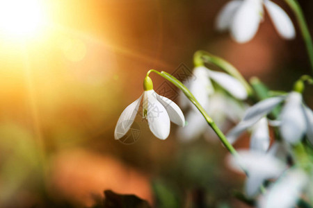 春天的白色雪花莲背景图片