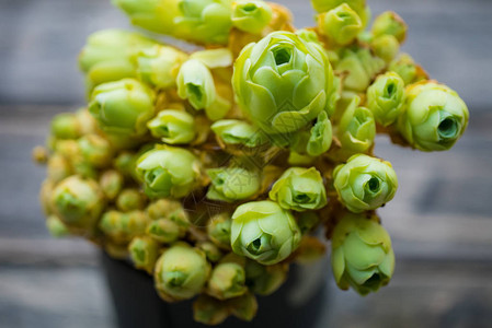 菜绿色素植物在木制图片