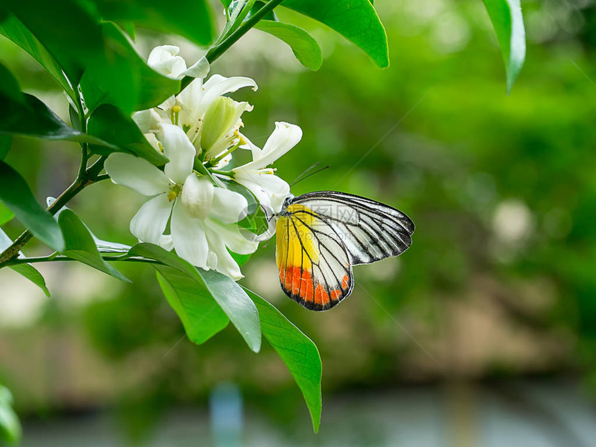 蝴蝶和白橙茉莉花或盒式花朵MurrayaAfric图片