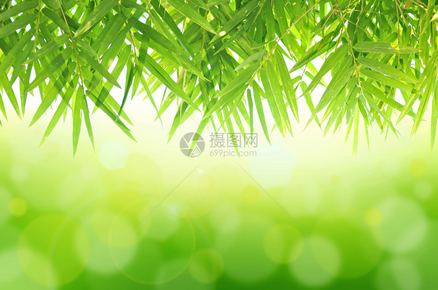 竹叶的绿色背景图片
