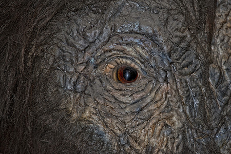 猛犸象眼睛特写细节图片