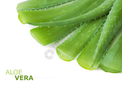 AloeVera白底隔离于白底的Aloe图片