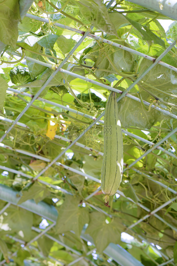 花园里新鲜的丝瓜植物图片