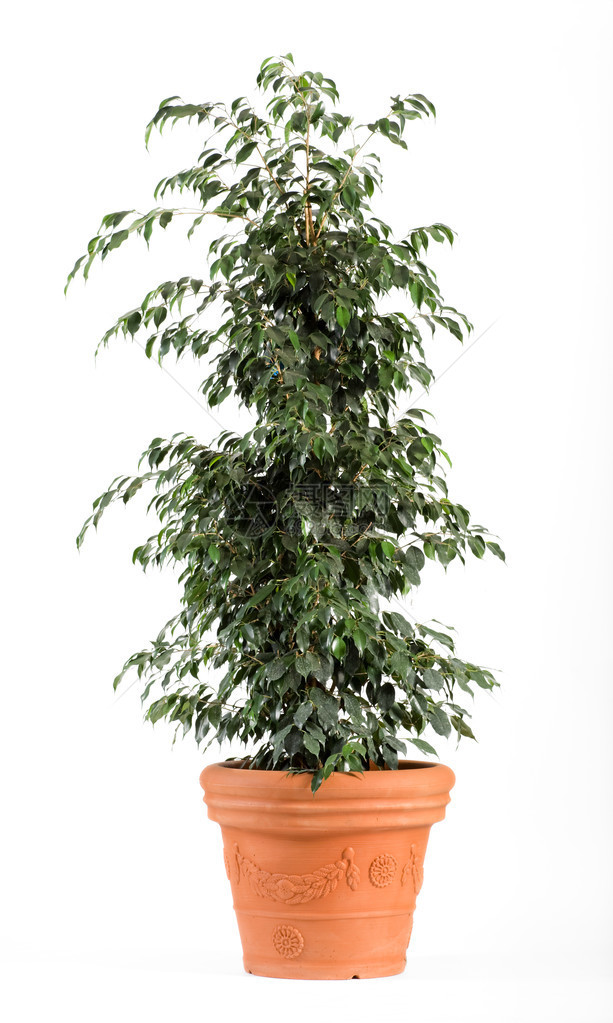 深绿色叶子菲克斯本杰明娜丹妮尔植物在白色背景的浅棕图片