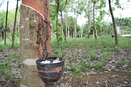 泰国尖竹汶府橡胶树种植园橡胶树上滴图片