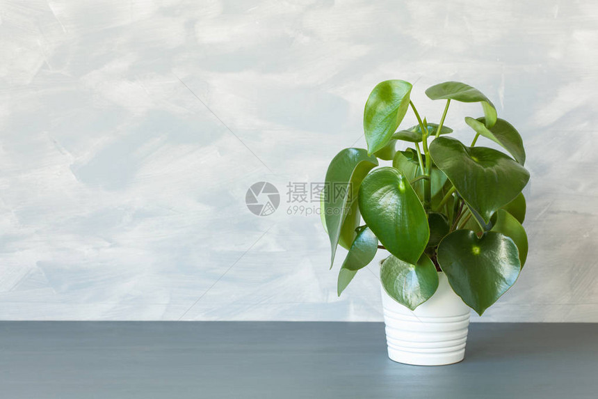 白锅中的室内植物辣椒图片