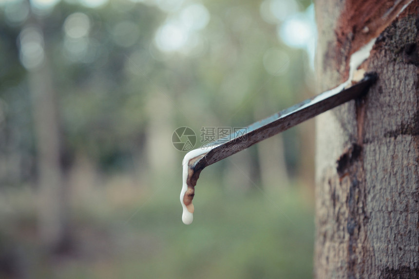 泰国尖竹汶府橡胶树种植园橡胶树上滴下的天然乳胶图片