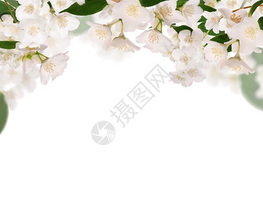 从白色背景中分离出的纯茉莉花中提取的半帧背景图片