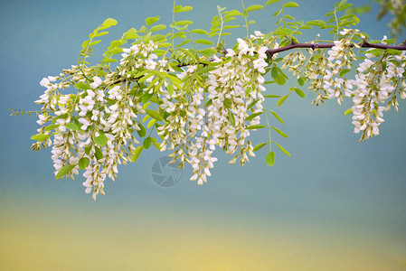 春日相思花枝图片