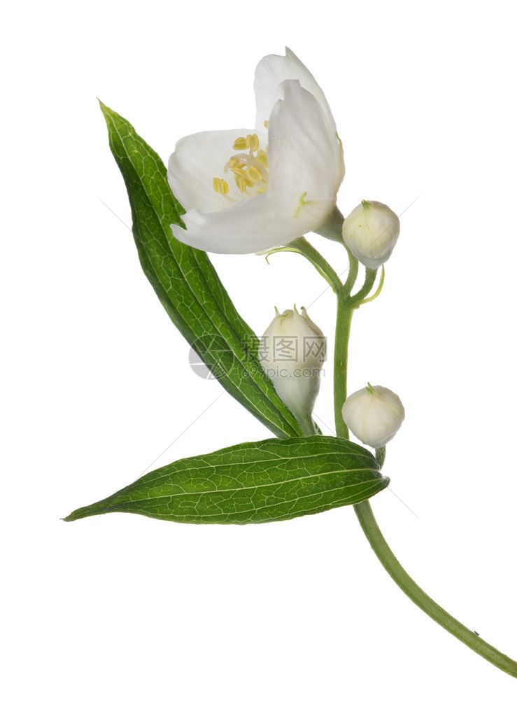 Jasmin树枝花朵在白色图片