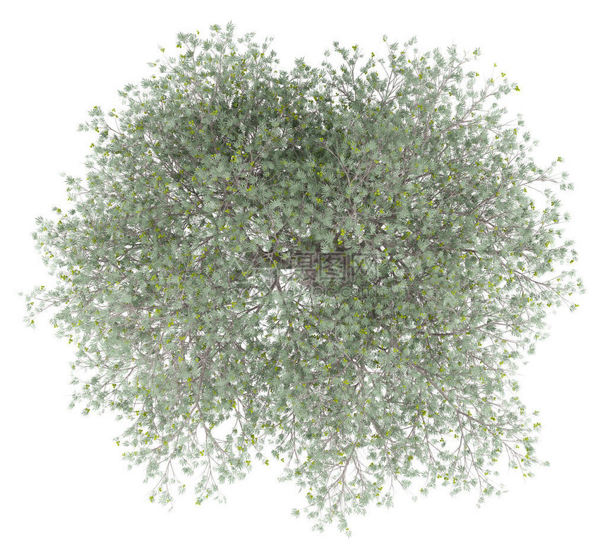 白背景上隔离橄榄的橄榄树顶部视图图片
