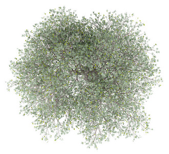 白背景上隔离橄榄的橄榄树顶部视图背景图片