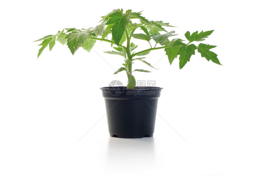 白色背景上孤立的番茄幼苗盆栽植物图片