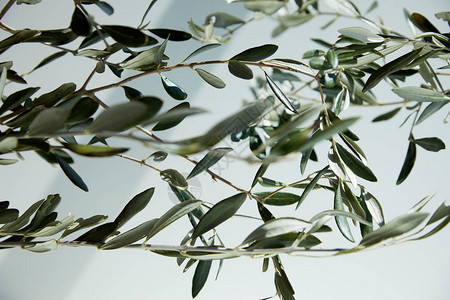 橄榄枝在白墙前的特写图像与阴影图片