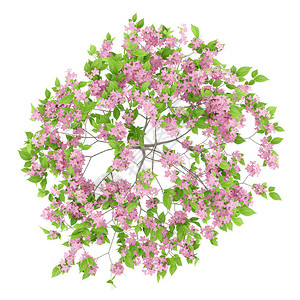 李子树白色背景中孤立的花李树顶部视图插画