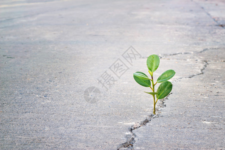 在黑街生长的年轻植物希望和令人印图片