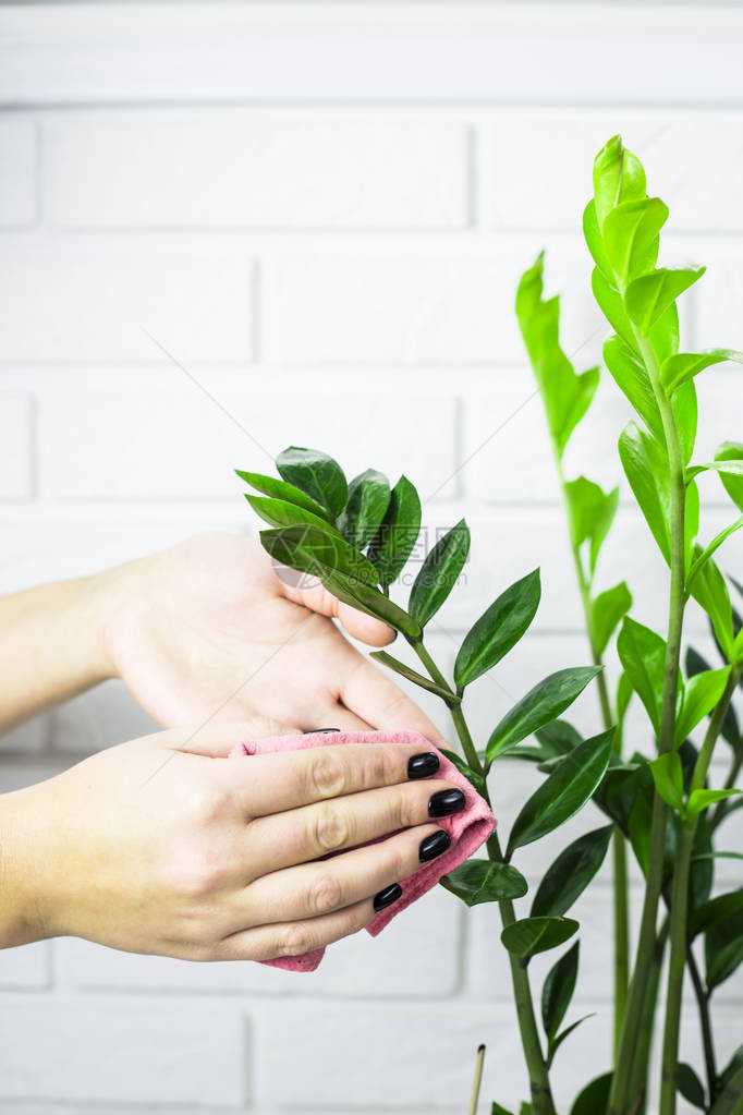 女孩用粉红色抹布擦掉花叶的绿图片