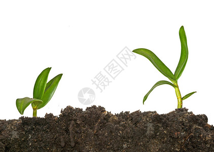 从土壤中生长的植物图片