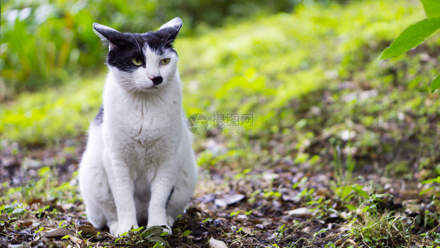 黑白猫在树林或森林或公园里图片
