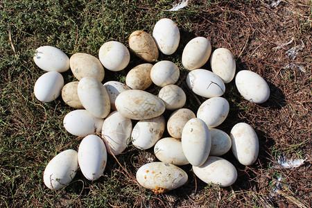 绿草上的白鹅蛋背景图片
