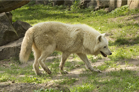 阿拉斯加的苔原狼图片