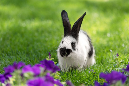 可爱的黑白小兔子在紫烟花图片