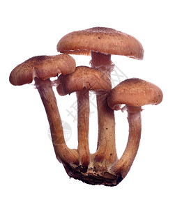 四颗棕色蜂蜜真菌白底图片