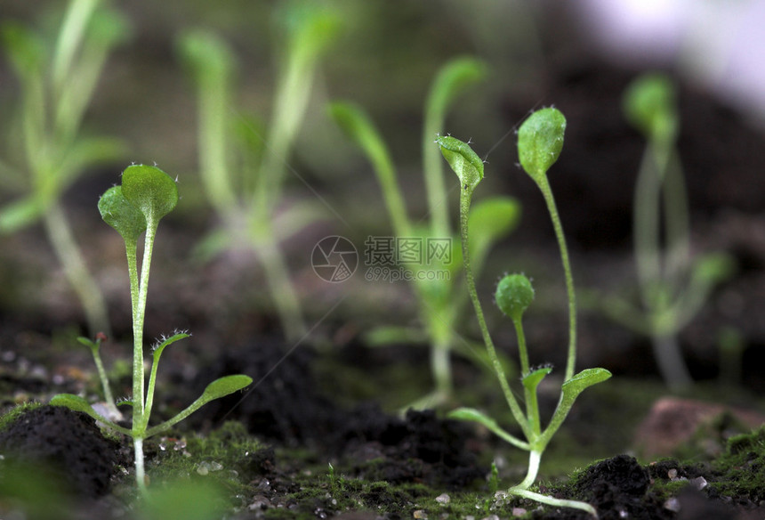 Arabidopsis的转基因植物实图片