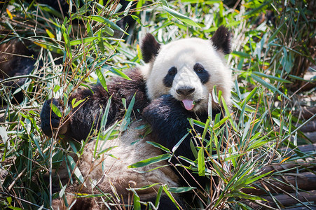 熊猫躺在草丛中露出舌头图片