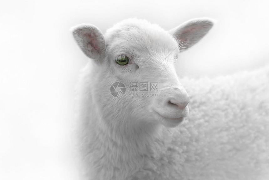 白羊羔在光辉的光芒图片