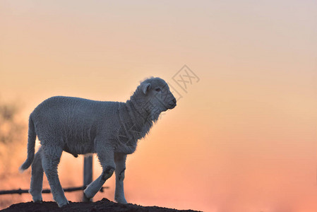 春天的幼小新生羊羔在图片