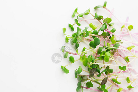 白色背景上孤立的微绿芽健康饮食新鲜有机产品和餐厅服务概念水晶顶端视图图片