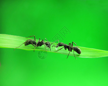 绿草上的蚂蚁图片