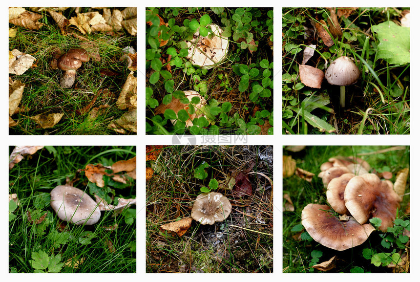 收集各种绿色草地和室内外干叶之间不可食用和有条件可食用的森林蘑菇图片