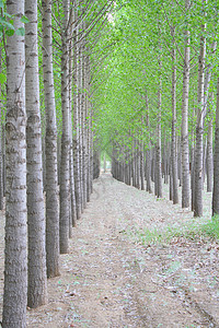 春天的杨树林背景图片