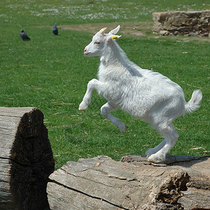 白色小山羊在绿草上跳跃图片