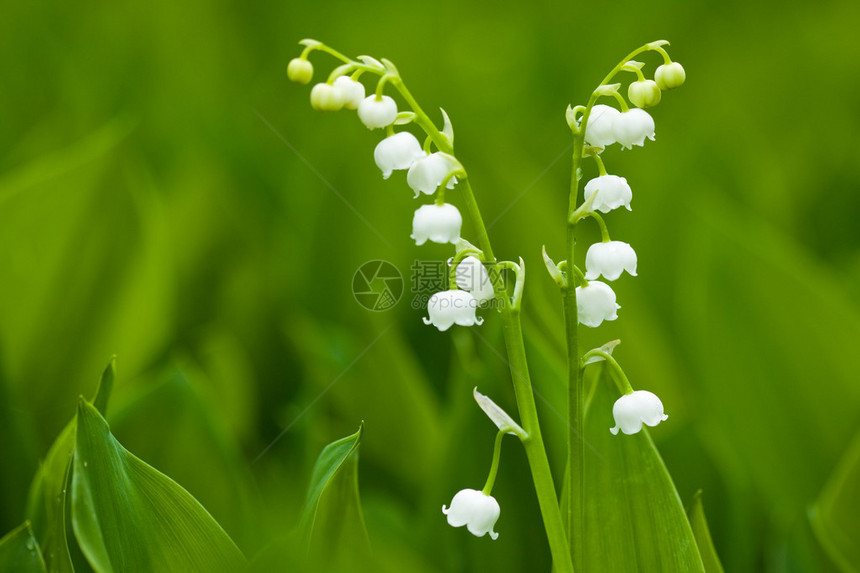 山谷的百合花小鲜花图片