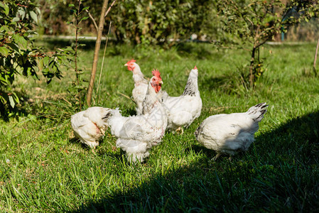 一群可爱的白鸡在农场背景图片