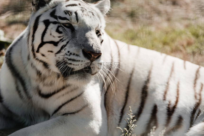 动物园外面的白老虎选择聚焦点图片