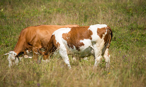 在草地上放牧牛棕色背景图片