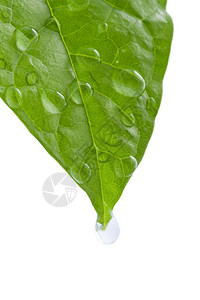 带水滴的绿叶背景图片