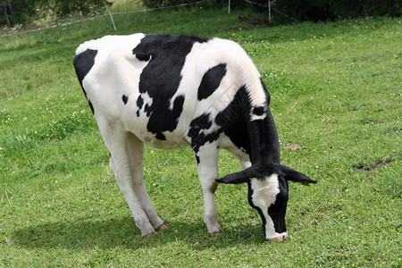 黑白母牛吃绿草和坪图片