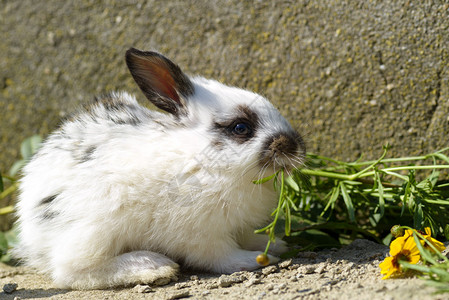 坐在石头上吃草的可爱小兔子图片