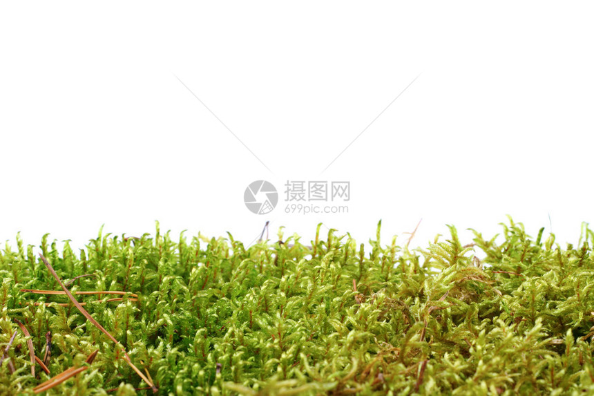 孤立在白色背景上的绿色苔藓图片