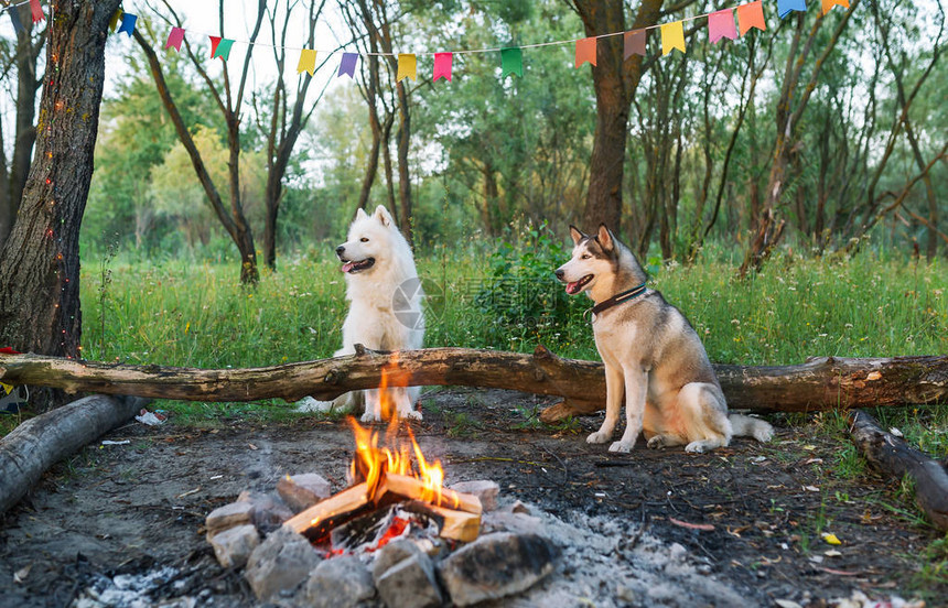 森林里有两只狗带着营火对森图片