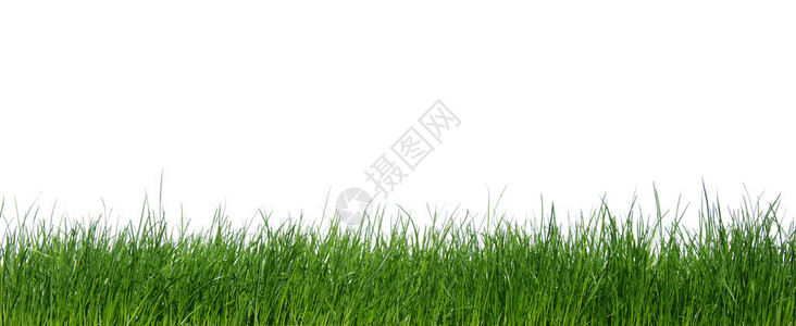 白色背景上的绿草背景图片