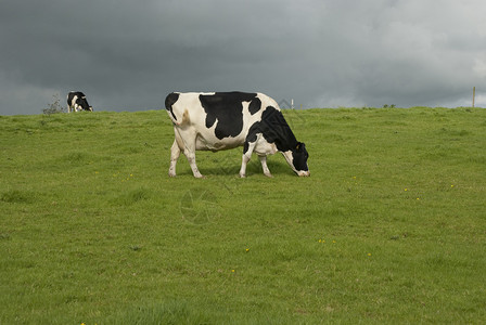 牧场的霍斯坦黑白牛图片